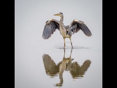 Maggie Bullock-Grey  Heron Landing-Highly Commended.jpg